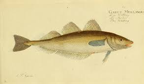 Image result for Merlangius merlangus