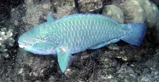 Image result for Chlorurus perspicillatus