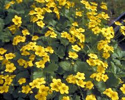 Attēlu rezultāti vaicājumam “Waldsteinia geoides flower”