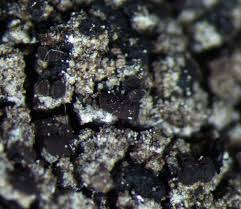 Attēlu rezultāti vaicājumam “Hertelidea botryosa”