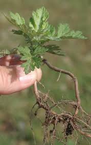Image result for Artemisia vulgaris