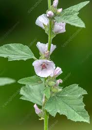 Image result for Althaea officinalis