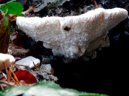 Attēlu rezultāti vaicājumam “Postia caesia”