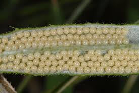 Attēlu rezultāti vaicājumam “Rhyparia purpurata”