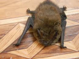 Attēlu rezultāti vaicājumam “Myotis daubentonii”