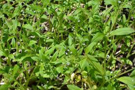 Attēlu rezultāti vaicājumam “Myosotis sparsiflora leaf”