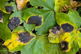 Attēlu rezultāti vaicājumam “Rhytisma acerinum”