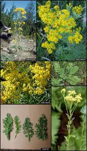 Attēlu rezultāti vaicājumam “Jacobaea vulgaris flower”
