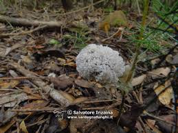 Attēlu rezultāti vaicājumam “Fuligo candida”