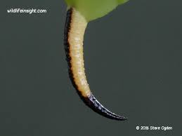 Attēlu rezultāti vaicājumam “Sphinx ligustri larva”