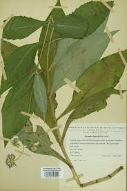 Image result for Knautia dipsacifolia