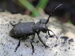 Attēlu rezultāti vaicājumam “Lamia textor”