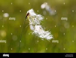 Attēlu rezultāti vaicājumam “Eriophorum latifolium fruit”