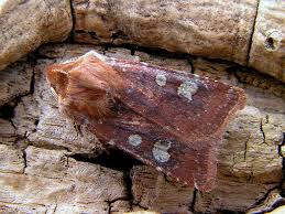 Attēlu rezultāti vaicājumam “Cerastis leucographa”