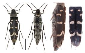 Attēlu rezultāti vaicājumam “Melandryidae”