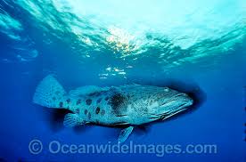Image result for Epinephelus tukula