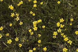 Attēlu rezultāti vaicājumam “Ranunculus flammula”