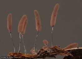 Attēlu rezultāti vaicājumam “Stemonitopsis hyperopta var. landewaldii spores”