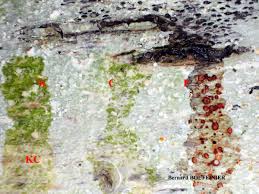 Attēlu rezultāti vaicājumam “Lecanora albella”