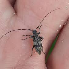 Attēlu rezultāti vaicājumam “Acanthocinus aedilis”