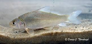 Image result for Carpiodes carpio