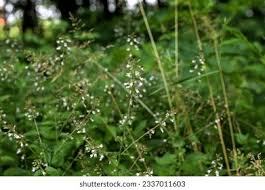 Attēlu rezultāti vaicājumam “Circaea lutetiana flower”
