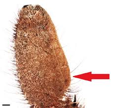 Attēlu rezultāti vaicājumam “Aranei exuvia”