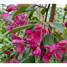 Attēlu rezultāti vaicājumam “Malus purpurea flower”