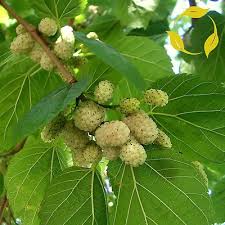 Attēlu rezultāti vaicājumam “Morus alba leaf”