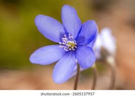 Attēlu rezultāti vaicājumam “Hepatica nobilis bud”