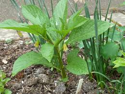 Attēlu rezultāti vaicājumam “Scopolia carniolica leaf”