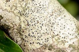 Attēlu rezultāti vaicājumam “Lecidella elaeochroma”