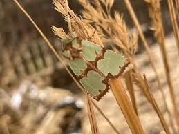 Attēlu rezultāti vaicājumam “Staurophora celsia”