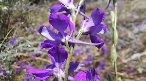 Attēlu rezultāti vaicājumam “Consolida regalis bud”