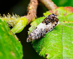 Attēlu rezultāti vaicājumam “Lophopilio palpinalis”