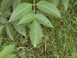 Attēlu rezultāti vaicājumam “Sambucus nigra leaf”