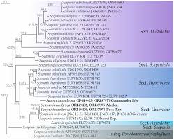 Attēlu rezultāti vaicājumam “Scapania lingulata”