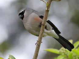 Attēlu rezultāti vaicājumam “Pyrrhula pyrrhula”