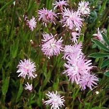 Image result for Lychnis flos-cuculi