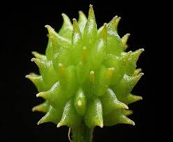 Attēlu rezultāti vaicājumam “Ranunculus cassubicus leaf”