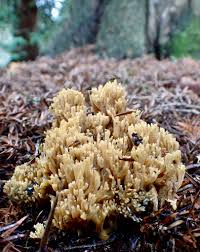 Attēlu rezultāti vaicājumam “Ramariopsis crocea”