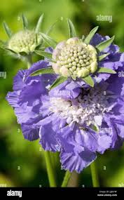Image result for scabiosa caucasica