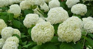Attēlu rezultāti vaicājumam “Hydrangea arborescens flower”