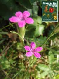 Attēlu rezultāti vaicājumam “Caryophyllaceae”
