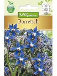 Image result for Borretsch