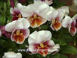 Image result for Viola wittrockiana