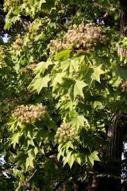 Attēlu rezultāti vaicājumam “Kalopanax septemlobus”