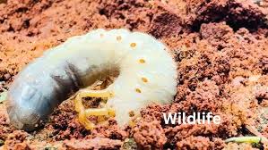 Attēlu rezultāti vaicājumam “Ceruchus chrysomelinus larva”