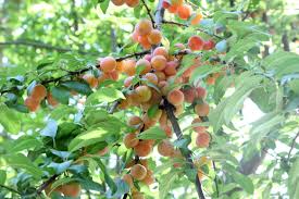 Attēlu rezultāti vaicājumam “Prunus cerasifera var. divaricata”