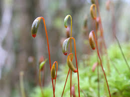 Attēlu rezultāti vaicājumam “Rhodobryum roseum”